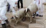 lamb-being-led-2-4web